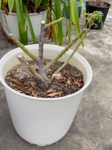 月季夏天可不可以重剪 月季夏季可以进行短期修剪吗？