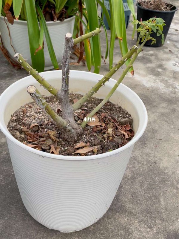 月季夏天可不可以重剪