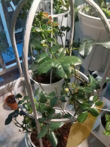 夏天月季可以换土吗 夏季适合月季换土吗？