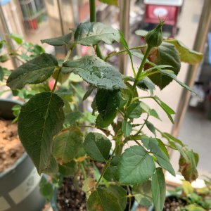 夏天晚上给月季喷水好吗 夏夜月季喷水适宜吗？