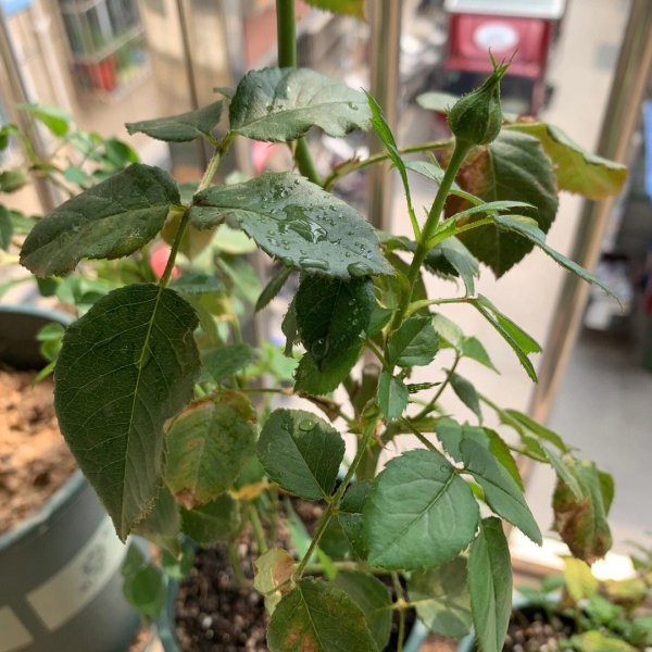 夏天晚上给月季喷水好吗
