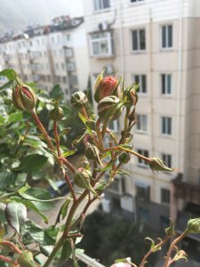 月季夏天的花苞掐掉吗 夏季能摘月季花苞吗？
