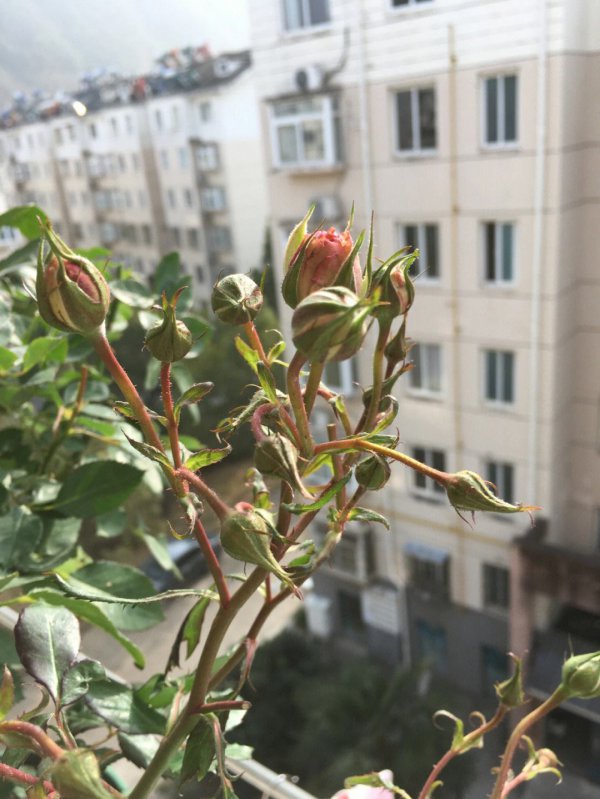 月季夏天的花苞掐掉吗