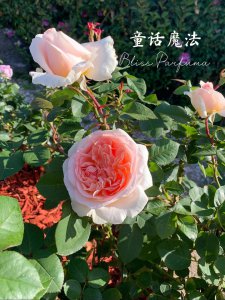 童话魔法月季优缺点是什么 童话魔法月季的优势和劣势