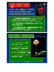 音乐厅月季优缺点是什么 音乐厅月季的优缺点
