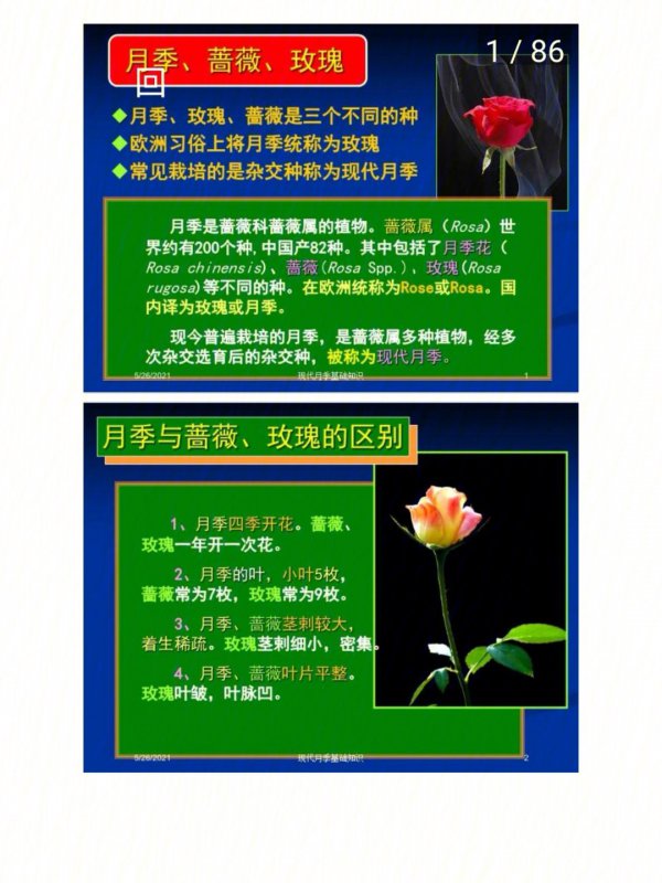 音乐厅月季优缺点是什么