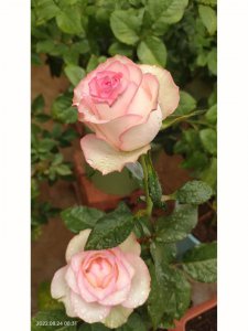 凯菲法赛特月季优缺点是什么 凯菲法赛特月季的优劣势是什么？