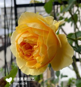 丝带月季优缺点是什么 丝带月季的优缺点是什么？