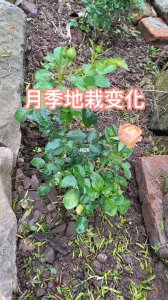 夏天栽种月季能否成活 夏季能种植月季吗？