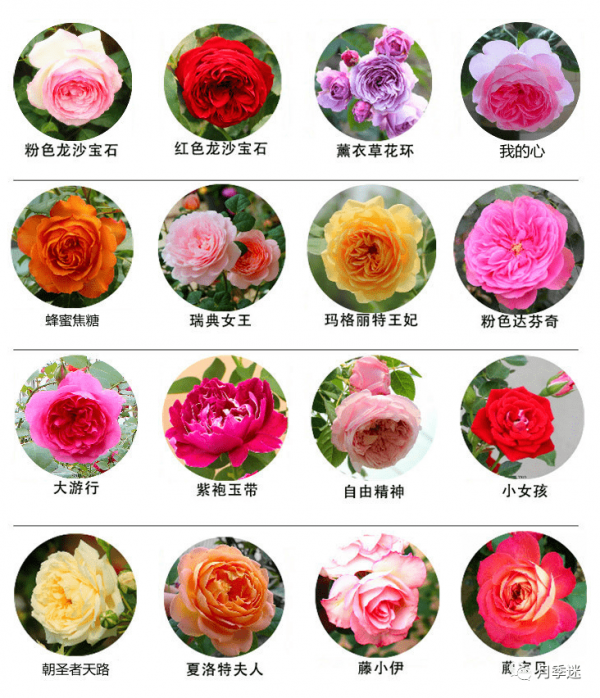 暗恋月季优缺点是什么