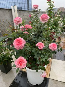 花宫娜月季优缺点是什么 花宫娜月季的优势和劣势