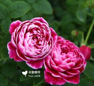 老爷的美人月季优缺点是什么 老爷美人月季的优势与不足