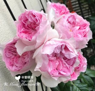 雷蒙德布兰克/雷蒙布朗月季优缺点是什么