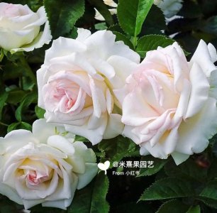 白色绝代佳人月季优缺点是什么 白色月季之美与瑕-优缺点分析