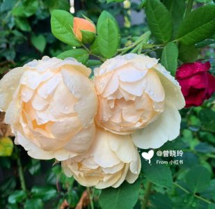 阿班斯/阿斑斯月季优缺点是什么 阿班斯/阿斑斯月季的优缺点