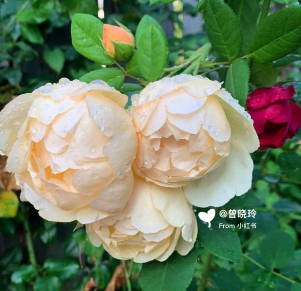 阿班斯/阿斑斯月季优缺点是什么