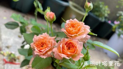 洛丽塔月季优缺点是什么 洛丽塔月季的优缺点