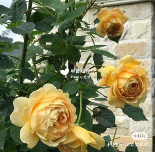 怀旧浪漫月季优缺点是什么 月季花的优缺点及怀旧情调