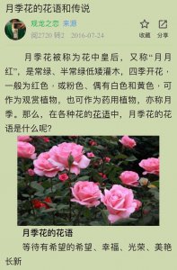里程碑月季优缺点是什么 里程碑月季的优缺点总结