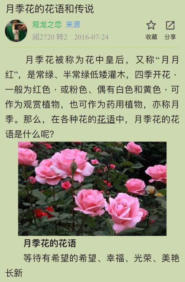 里程碑月季优缺点是什么