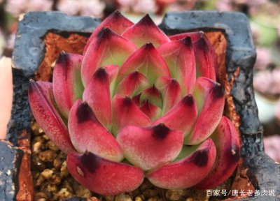 篝火月季优缺点是什么 篝火月季的优点和缺点