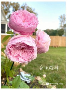 多头香槟月季优缺点是什么 多头香槟月季的优势和劣势