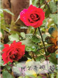 阿尔推斯75/阿尔推司75月季优缺点是什么
