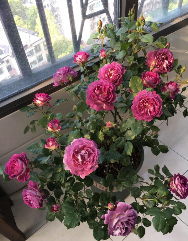 阿什拉姆月季优缺点是什么