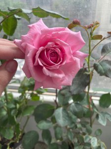 达芙妮月季优缺点是什么 达芙妮月季的优势与劣势