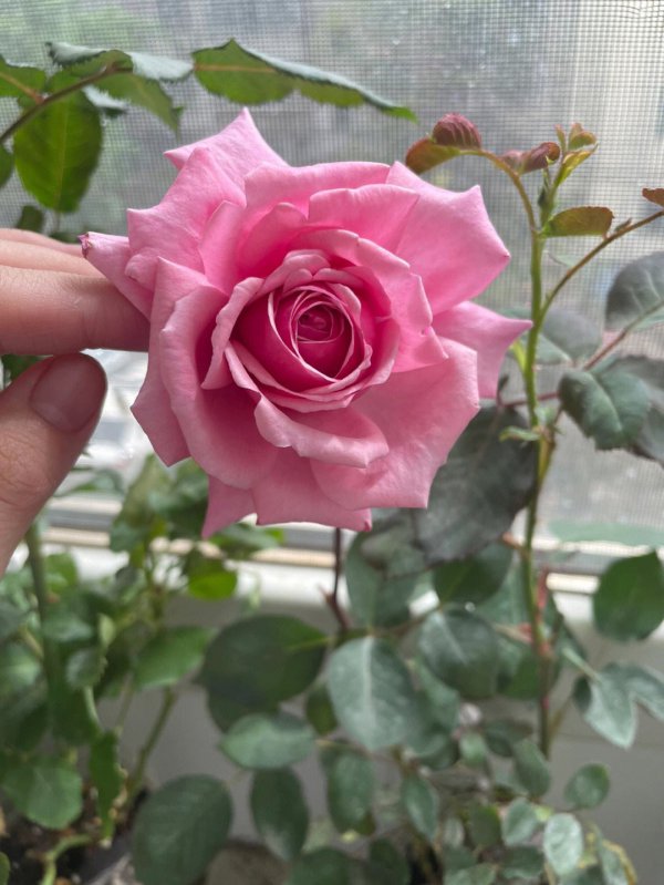 达芙妮月季优缺点是什么