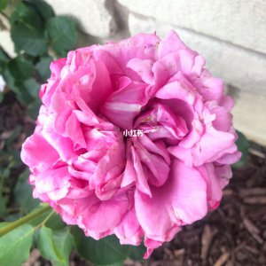 伊芙白法师伯爵月季优缺点是什么 伊芙白法师伯爵月季的优缺点