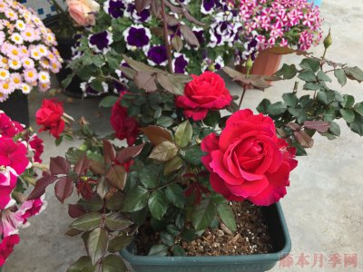 天使长米迦勒月季优缺点是什么 米迦勒月季的优缺点有哪些？