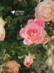 麦金琪夫人月季优缺点是什么 麦金琪夫人月季的优劣势是什么？