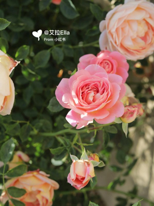 麦金琪夫人月季优缺点是什么