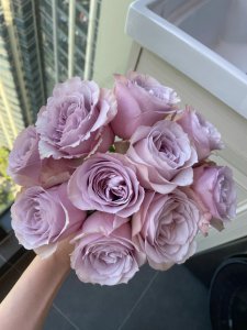 玛依柯月季优缺点是什么 玛依柯月季的优势和劣势
