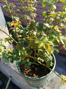 夏天月季需要每天喷叶吗 夏季月季需要每天喷水吗？