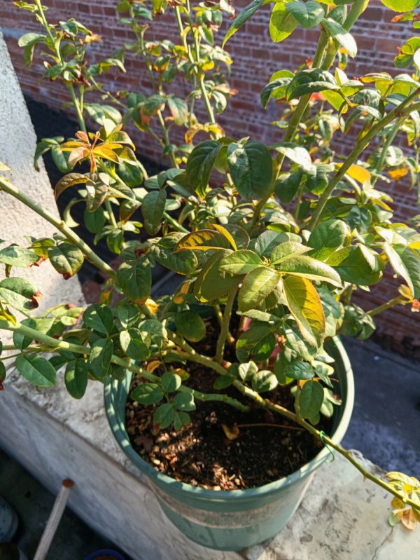 夏天月季需要每天喷叶吗