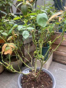 夏天月季花被晒伤了怎么办 夏季月季花日晒损伤处理方法