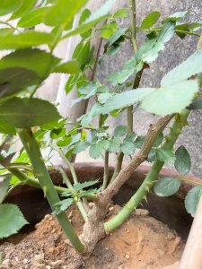 夏天月季强笋怎么处理 夏季月季强笋应该如何处理？