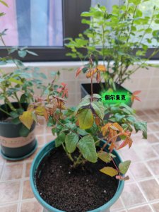 虎睛石月季优缺点是什么 虎眼石月季的优缺点