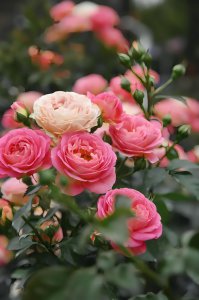 送月季花代表什么意思呢 月季花的寓意是什么？