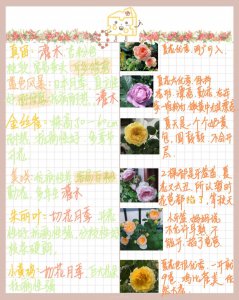 月季花的习性 以月季花的性状
月季花的特性