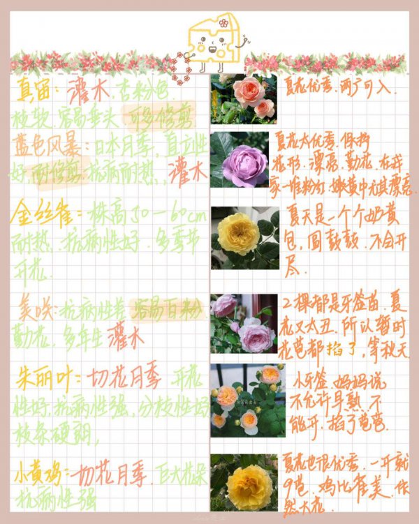 月季花的习性