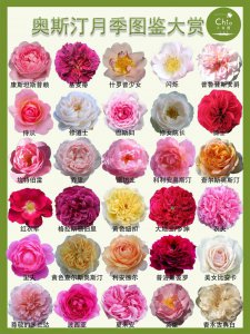 月季代表的象征意义 月季花寓意的象征意义
月季花象征的含义