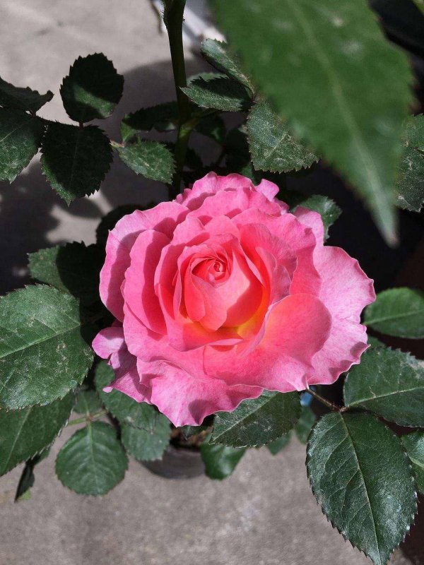 粉色月季花语