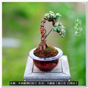 鹿角海棠怎么爆盆 如何在盆栽中种植鹿角海棠？