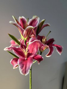 黑美人百合花语是什么 黑美人百合的花语是什么？