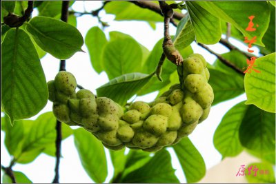 龙舌兰果实能吃吗 龙舌兰果实是否可食？