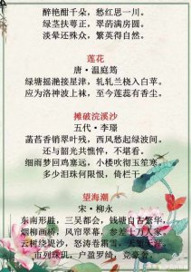 夏荷的花语是什么 夏荷的寓意是什么
