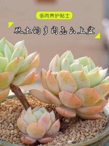 多肉瓣怎么栽活 多肉植物如何繁殖更健康？